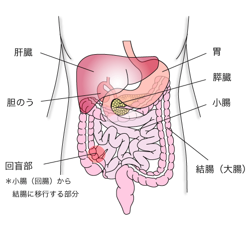 結腸の役割の画像