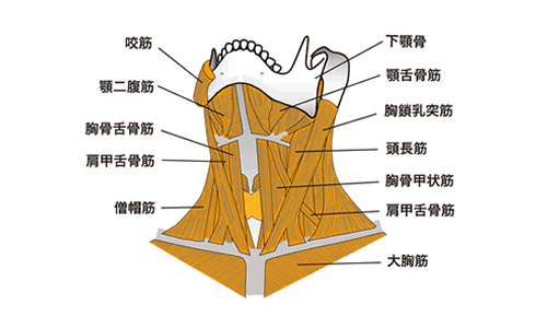 頸部の筋肉の画像