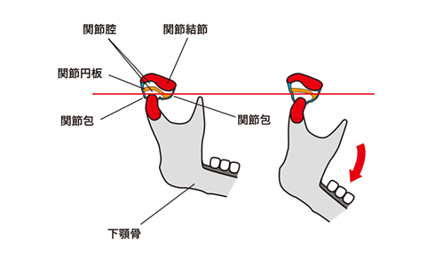 下顎骨と顎関節の関係の画像