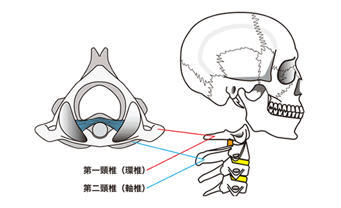 顎関節の動きに関係した第一頸椎と第二頸椎