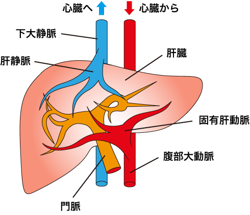 肝臓と血管の画像