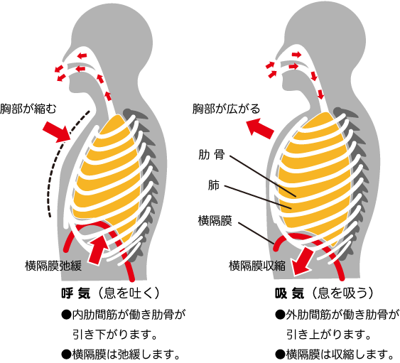 腹式呼吸を説明した画像
