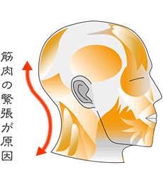 頭部の筋の画像