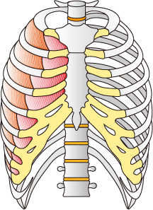 外肋間筋と内肋間筋での呼吸を説明した画像