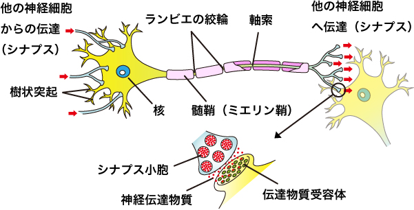 ニューロン（神経細胞）の画像