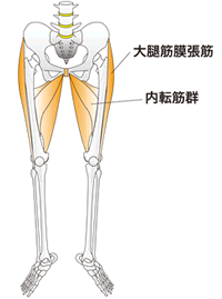 O脚に関わる筋肉群を表した画像
