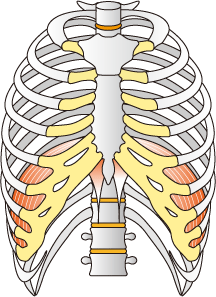 横隔膜による腹式呼吸を説明した画像