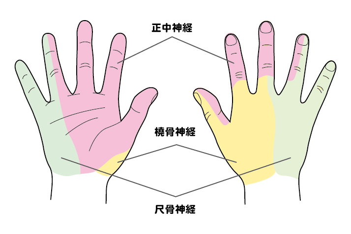 手の各神経支配を表す画像
