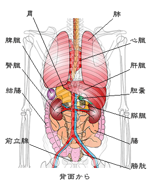 背部からの内臓の画像