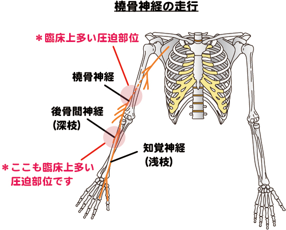 橈骨神経の走行を表す画像