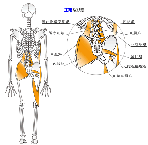 腰部の正常な筋肉を説明した画像