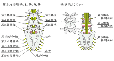 腰部の神経を説明した画像
